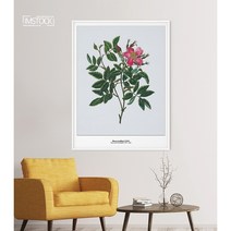 아이엠스톡 인테리어 액자 ﻿Rosa cardina 로사 카르디나 장미 007 캔버스액자, 블랙원목