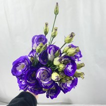 [꽃 마실] 리시안셔스 한다발 생화 5가지 색상 (20송이), 퍼플