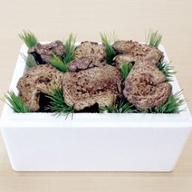 [강원도 양양 출고]국내산 냉동 능이버섯 500g, 단품
