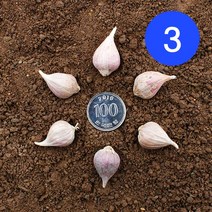 송이네농장 23년 의성 주아(통마늘) 3번 종자마늘 씨마늘 토종마늘, 1개, 3번 1kg(대략520~550개)