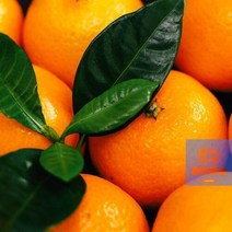 3kg 제철과일 제주명품과일 국내산 천혜향 농장