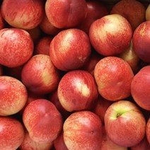 [새싹에서 나무까지] 복숭아나무 (신비) 천도복숭아 접목1년 묘목