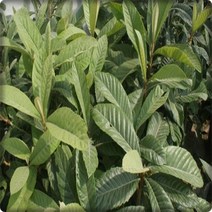 행복한정원 비파나무 2년 2주