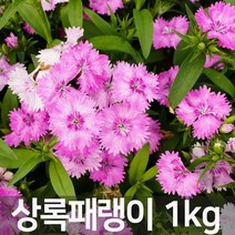 꽃씨앗 상록패랭이(kg) S2863