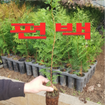 (D소망)편백묘목(키60센치)(포트) 2그루