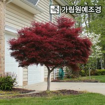 단풍나무 10종, 사계접목홍단풍 접목1년(2개세트)