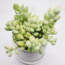 인플랜츠팜 펜던스 군생 다육 도자기화분 공기정화반려식물