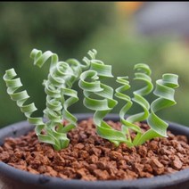 그린ovia카네이션나팔꽃타카디오스코아체육관Crassula um벨라 - Semillas, 탄황차오 50PCS