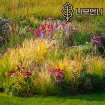 그라스 억새류 나무언니, 홍띠 3치포트(10개세트)