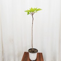 [하늘꽃농원] 황칠나무 인테리어식물 플랜테리어