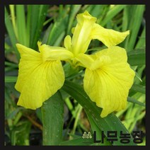 (나무농장) 야생화 노랑꽃창포 포트 ( 포트10개묶음 )