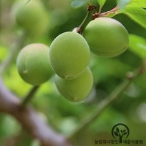 천매 매실나무 묘목 청매실 세종식물원