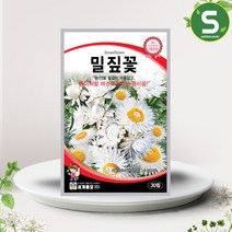밀짚꽃 씨앗 30립 절화용 드라이플라워용 꽃씨앗 종자, 단품