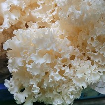 당일배송 436 꽃송이버섯 생물1kg 건조100g 무농약 국내산 면연력강화 베타글루칸, 생물 1kg