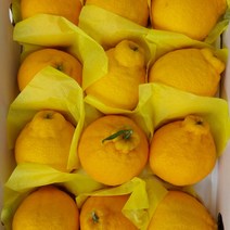 [제주직송} 제주 한라봉 제주도 제철 2kg 3kg 5kg 선물용 가정용, 2kg 선물용_중대_5-10과