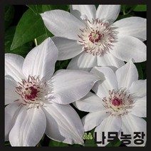 (나무농장) 클레마티스(크레마티스) 미스배트맨 P9