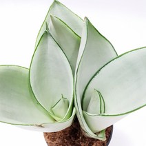 도도팜 스투키 산세베리아 수퍼바 금전수 본쉘스투키 스투키20cm 스투키30cm 스투키40cm 스투키50cm 금전수 (중) 공기정화식물, 09. 문샤인 3촉 1개, 1개