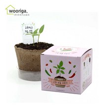 우리가스토리 미니화분키우기 꽃 화초 공기정화식물 새싹 허브 텃밭 화분, 1개, 팜팜농장_고추