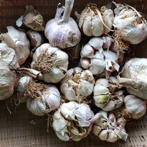 22년 서산 황토 통마늘 1kg/ 3kg/ 5kg 단단하고 향이 좋은 서산마늘