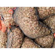 태안 쪽파 씨앗 쪽파 종자/ 종근 /종패/, 1Kg