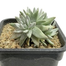 화이트그리니-두들레야/소형종/군생/다육식물