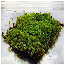 서리이끼 한판, 1개