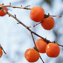영화농산 영화청과 특급 청도홍시 2kg 스무디 감 냉동 아이스, s노란색, 상세 페이지 별도표기