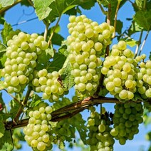 [노말테이블]애플청포도 오톰크리스피 특등급 포도세트, 2kg, 1개