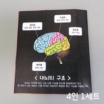 인체의 구조 뇌의 구조와 기능 전개도 학습 교구 4인용