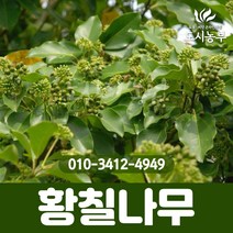 황칠/황칠나무/실생3년/포트묘/5주묶음/1등묘/특용수/황칠나무묘목/조경수/나무/묘목/도시농부