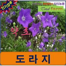 RA3/약초씨앗/산야초/ 도라지 2000 립, 상세페이지 참조, 상세페이지 참조