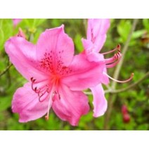 산철쭉묘목 10주