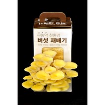노랑느타리버섯 재배기4개 -국내 가장 오랜 전통의 버섯종균회사 삼구농원 1박스, 1