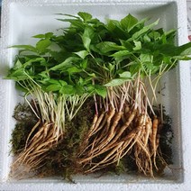 두엔젤 이장농산 프리미엄 웰빙 새싹삼 중 100수 장뇌삼 어린이 부모님 건강 면역력 실속 선물