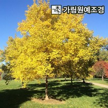 황금회화 정원수 가림원예조경, 황금회화 R3cm 분묘