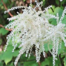 모종/눈개승마 포트묘/5개 B512, 5개