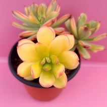 미니벨금 다육이 키우기 쉽고 물을 좋아하는 희귀다육3-30랜덤, 단품, 1개