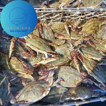 오둥이네 신진도 가을꽃게 빙장 꽃게/톱밥 꽃게 1kg~5kg, 빙장 숫꽃게 2kg(수율 80%), 1박스