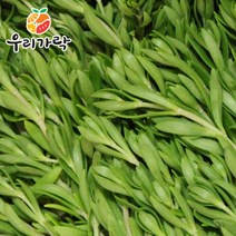 [우리가락] 돌나물(돗나물 돈나물) 500g, 상세 설명 참조