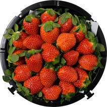 설향 다라 딸기 특 1kg