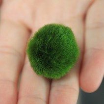 모스볼 3~4cm 음성수초 수초 새우 놀이터 마리모