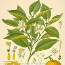 네놀리 (Neroli F.O)프래그런스오일, 10ml