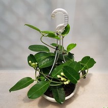 조이플랜트 마다가스카르자스민(걸이분)