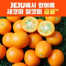 제주 금귤 낑깡 생과 금귤 정과만들기 3kg 1kg 750g 국내산