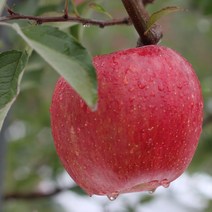 청송 사과농장직송 청송 부사사과 햇사과, 선물용10k(24-30과)