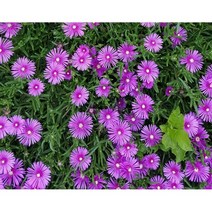 은앤나 식물 송엽국 모종 포트 10개 20개 30개 50세트, 송엽국 20개세트