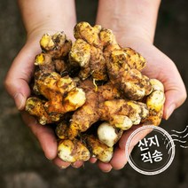 신토불이 국산 약초 생울금(강황) 500g, 18K6_국산생울금(강황)500g