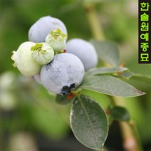 블루베리 (듀크/레가시/한나스초이스/챈들러) 4년생포트 과실수 유실수, 09. 시에라(4년생)-5치포트