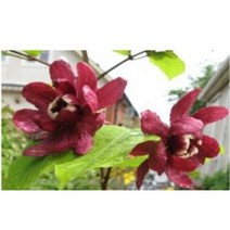 자주받침꽃 나무묘목 5주