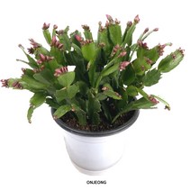 온정농원 게발선인장 분홍꽃 30cm, 1개